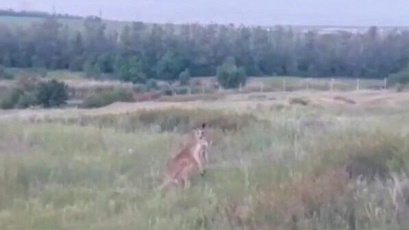 Кенгуру Сидней, сбежавший в июне из зоопарка "Малинки", научился плавать