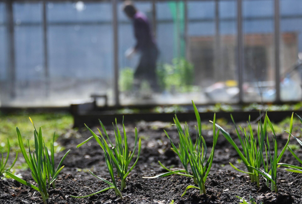 Как оформить участок по дачной амнистии: советы экспертов