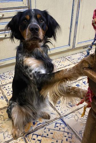 Сегодня День ветеринарного работника