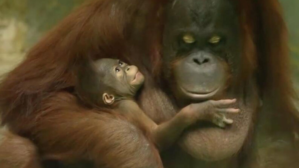 В Новосибирске у пары орангутанов Мишель и Бату родился детеныш